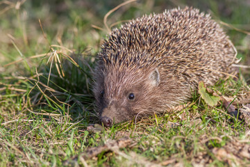 Hedgehog on the grass in nature