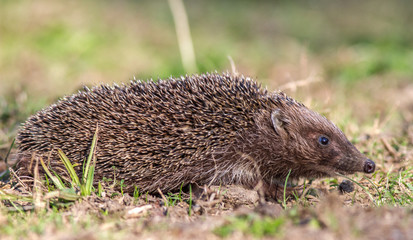 Hedgehog crawling on grass. Hedgehog secretly escapes