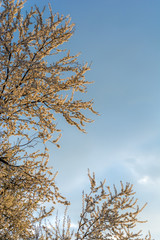 Marillenblüten im Sonnenuntergang vor Himmel