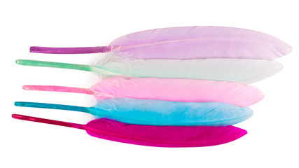 Colored feathers on white background