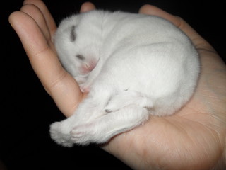 Kaninchen Baby schläft auf einer Hand