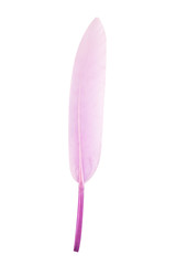Colored feathers on white background