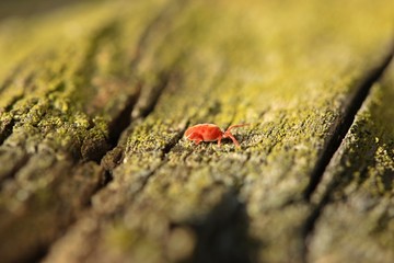 Rote Samtmilbe (Trombidium holosericeum) auf Holz 
