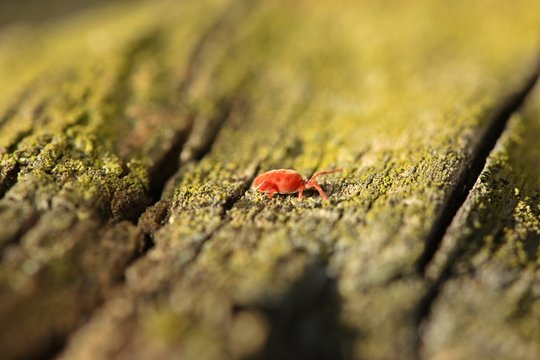 Rote Samtmilbe (Trombidium holosericeum) auf Holz 

