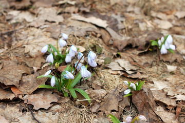 Early squill (Scilla mischtschenkoana)