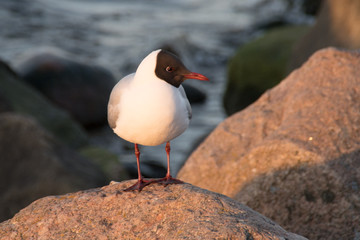 Single seagull on the rock