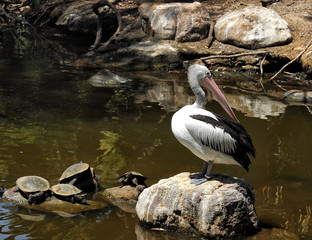 Pelicans and other animals
