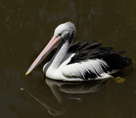 Pelicans