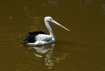 Pelicans