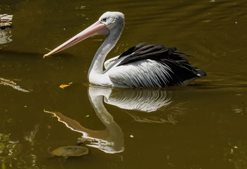 Pelicans