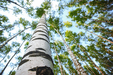 Fototapeta premium summer in sunny birch forest