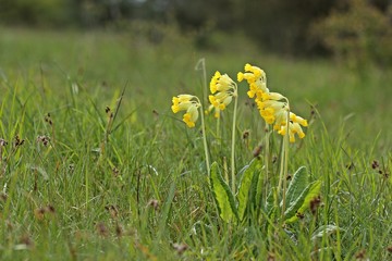 Echte Schlüsselblume (Primula veris), Blume des Jahres 2016 