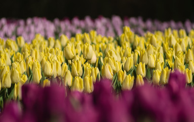 Tulip tricolour