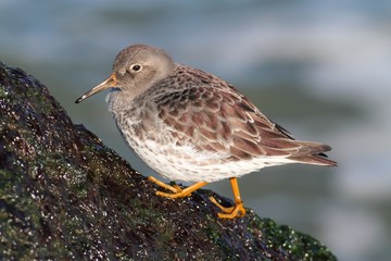 Purple Sandpiper (Calidris maritima)
