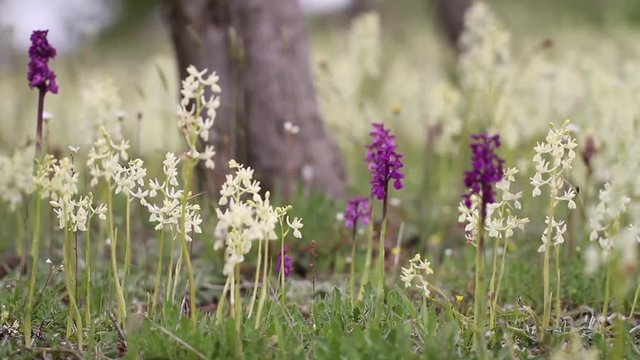 Orchid Roman Dactylorhiza (Dactylorhiza romana) growing wild in tuscan hills and in meadow moving by the wind