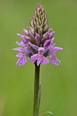 Fototapeta premium Fuchs' Fingerknabenkraut (Dactylorhiza fuchsii) am Meissner 