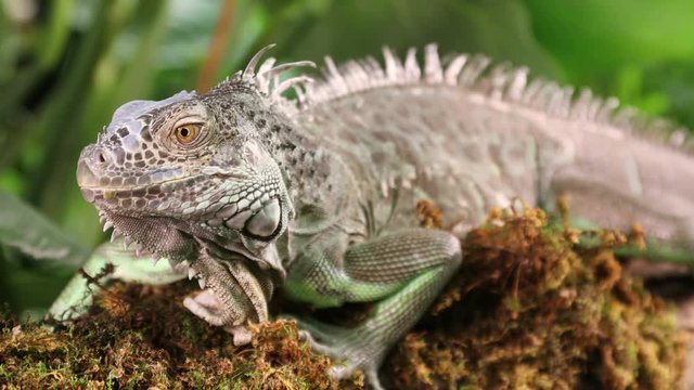Portrait of large Green Iguana male lying on a branch outdoors
