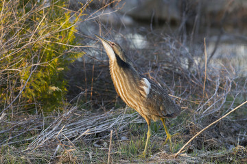 American bittern in spring