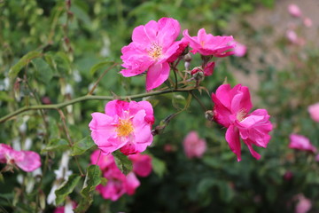 Fototapeta na wymiar Rosa pendulina in Rose garden Hyde Park London, United Kingdom