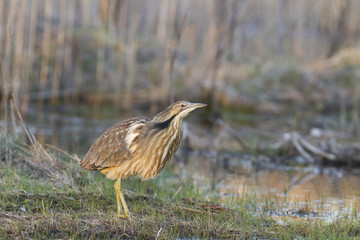 American bittern in spring