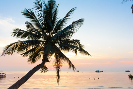 Sunset with palm tree at Koh Tao in Thailand