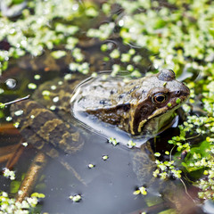Grasfrosch im Gartenteich mit Entenflott