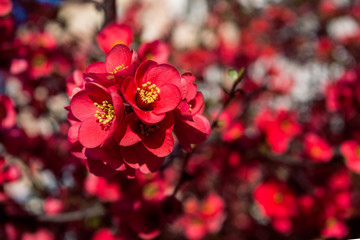 Fototapeta premium Blooming Japanese quince