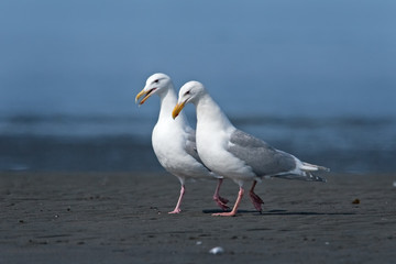 Fototapeta na wymiar glaucous-winged gull, larus glaucescens, Alaska