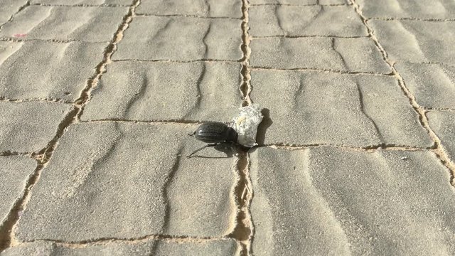 Beetle is eat processed cheese from foil