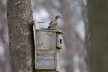 Hen Wood Duck Perched on Nesting Box