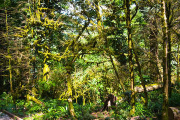 dense forest