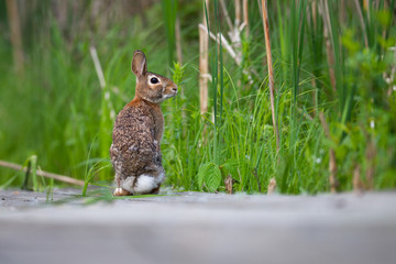 Cottontail Rabbit at Eye-level