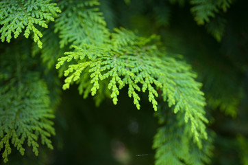 Coniferous branch. Christmas tree , spruce , fir