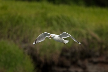 common gull, larus canus, Alaska