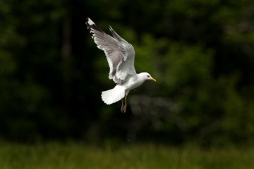 common gull, larus canus, Alaska