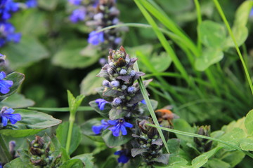 Ape alla ricerca del nettare in un prato di fiori © monacodesign