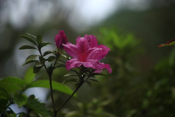 flower in the rain 