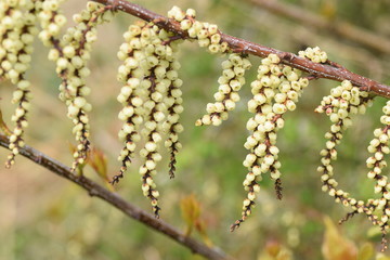 キブシ（木五倍子）