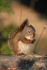american red squirrel, tamiasciurus hudsonicus, Alaska