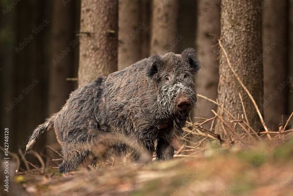 Wall mural wild boar, sus scrofa, czech republic