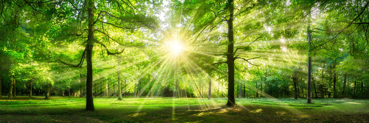 Fototapeta na wymiar Grünes Wald Panorama im Sonnenlicht
