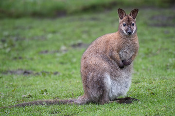 Naklejka premium A full length horizontal portrait of a wallaby sitting on the grass alert and facing forward