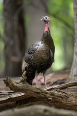 Wild Tom Turkey in the Woods