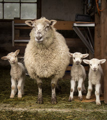 Sheep family