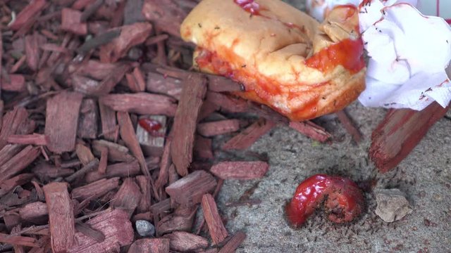 Littered food on ground being harvested by ants.
