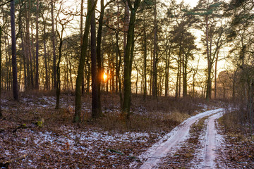 sunset in forest on a cold day