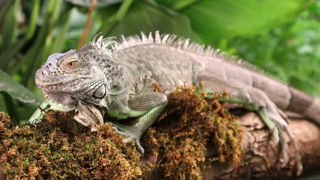 Large Green Iguana male lying on a mossy branch outdoors
