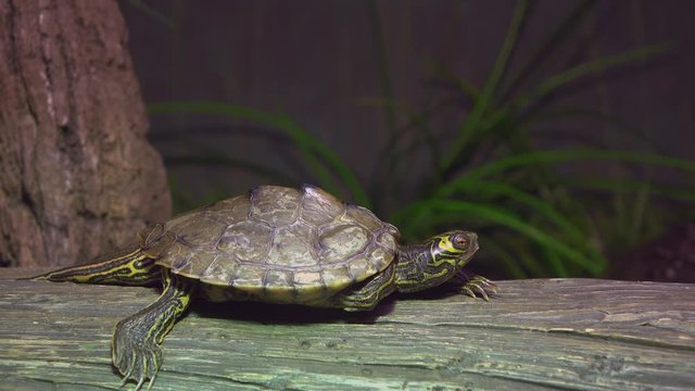 Externally lit scene during evening hours with box turtle sitting on log.
