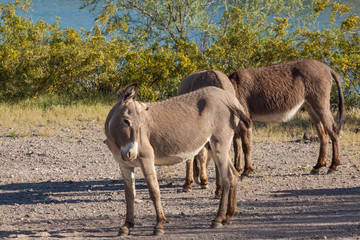 Wild Burros in Spring in Arizona