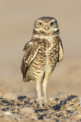 Burrowing Owl perched on the ground - Salton Sea, California